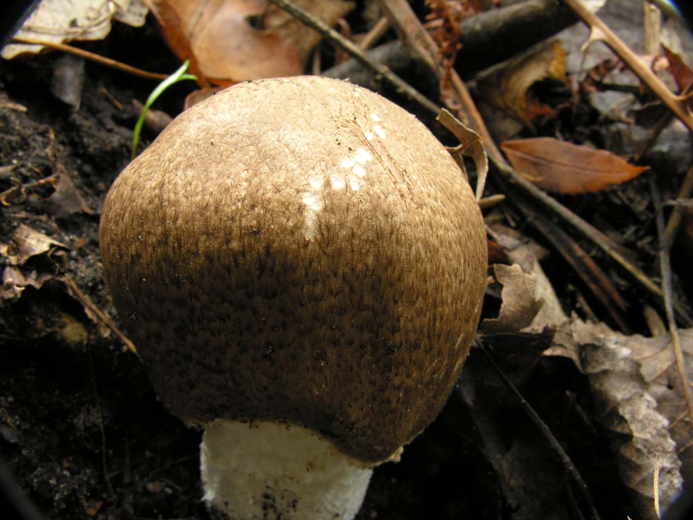 Agaricus sp???
