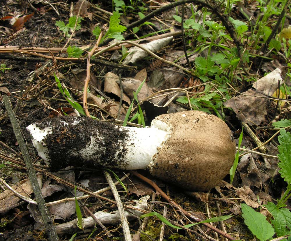 Agaricus sp???
