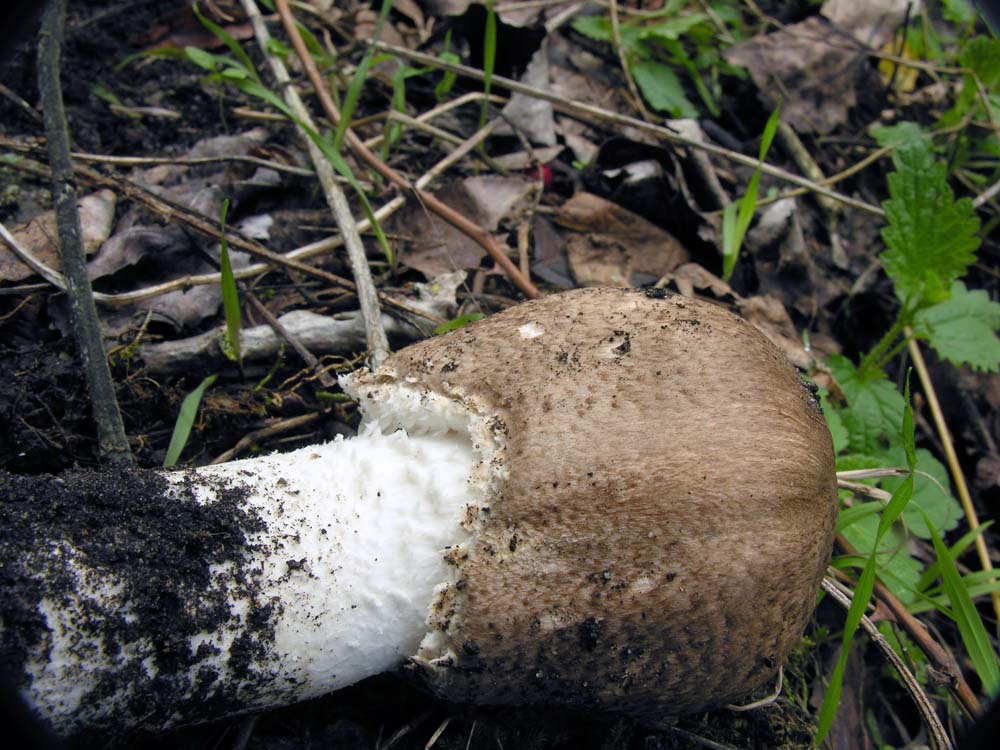 Agaricus sp???