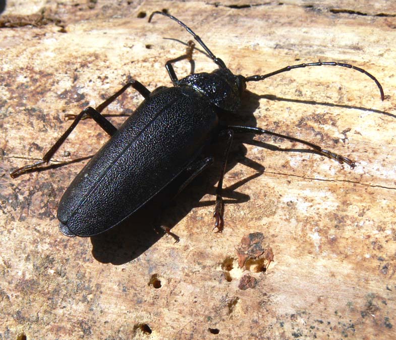 Identificazione Cerambycidae: Ergates faber