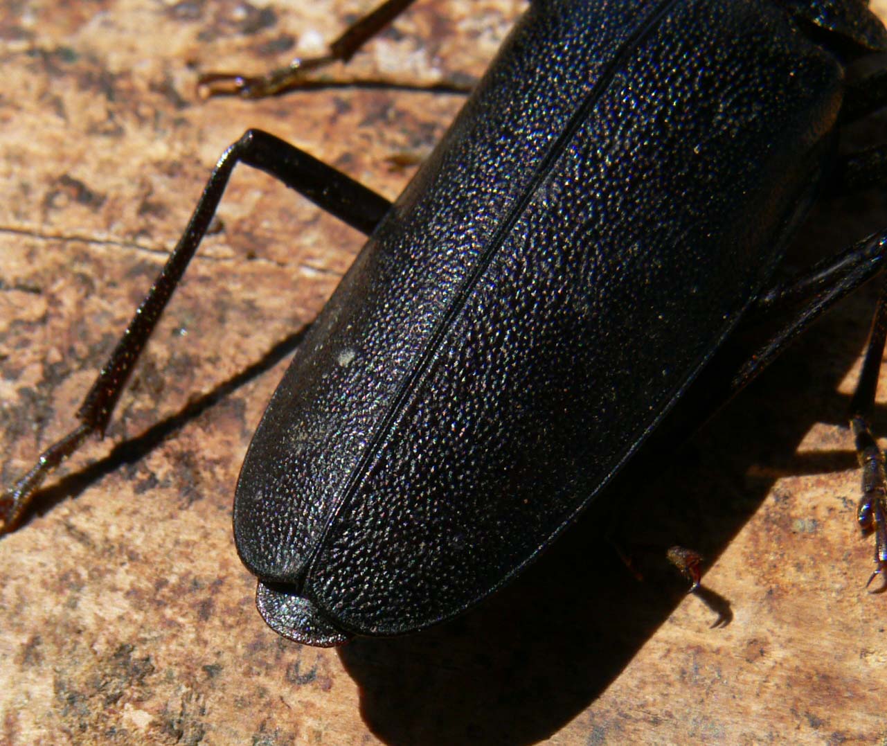Identificazione Cerambycidae: Ergates faber