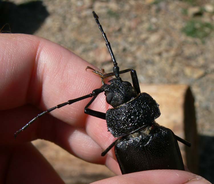 Identificazione Cerambycidae: Ergates faber