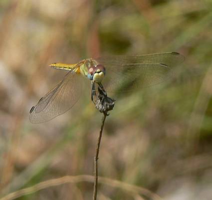 Sympetrum fonscolombii