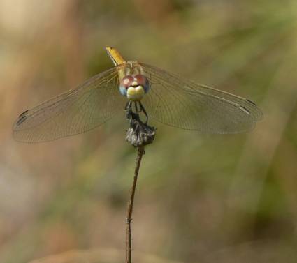 Sympetrum fonscolombii
