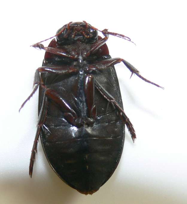 coleottero acquatico: Meladema coriacea (Dytiscidae)
