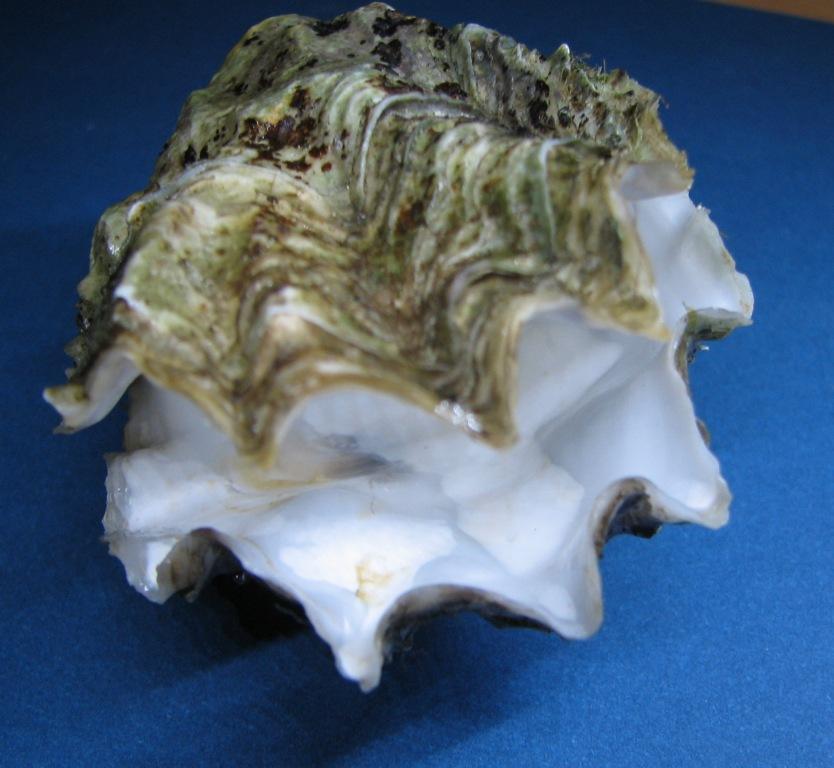 Ostreola parenzani