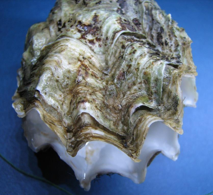 Ostreola parenzani