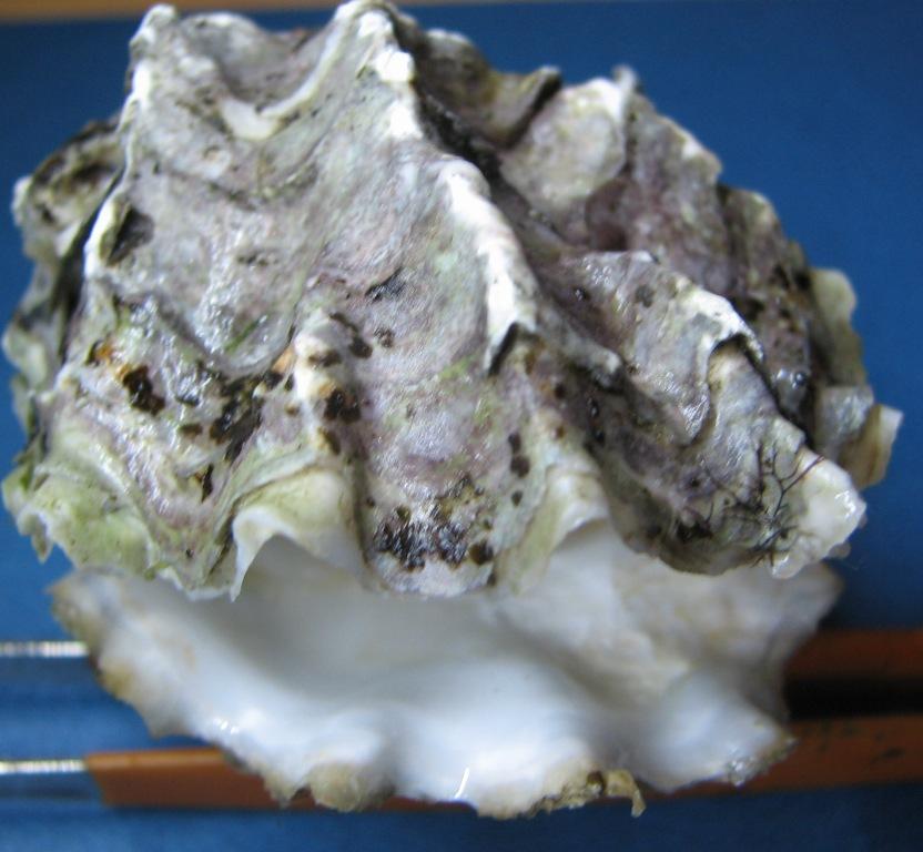 Ostreola parenzani