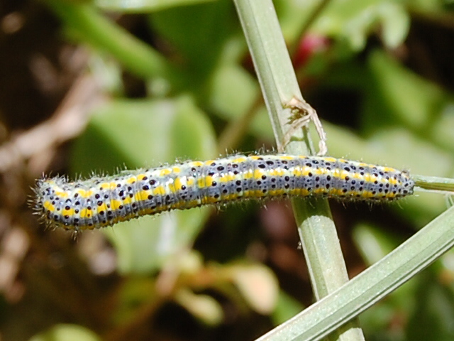 Larva di Pontia edusa