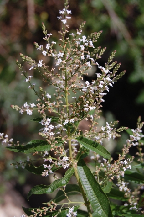 Aloysia citriodora (=Lippia triphylla) / Limoncina