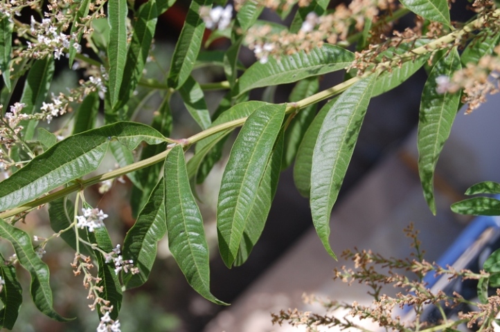 Aloysia citriodora (=Lippia triphylla) / Limoncina