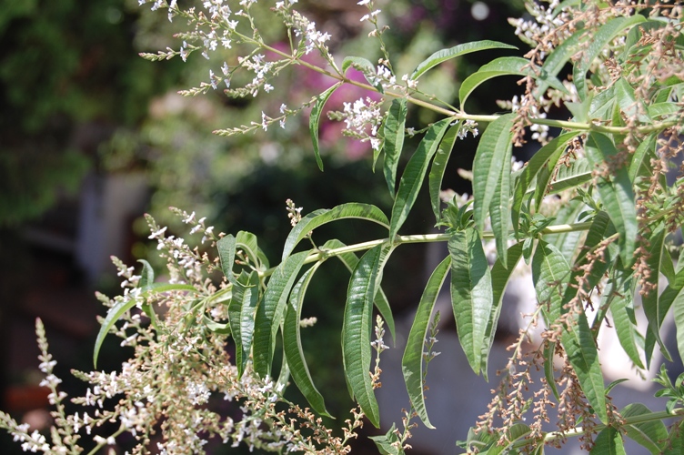 Aloysia citriodora (=Lippia triphylla) / Limoncina