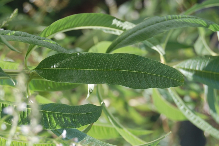 Aloysia citriodora (=Lippia triphylla) / Limoncina