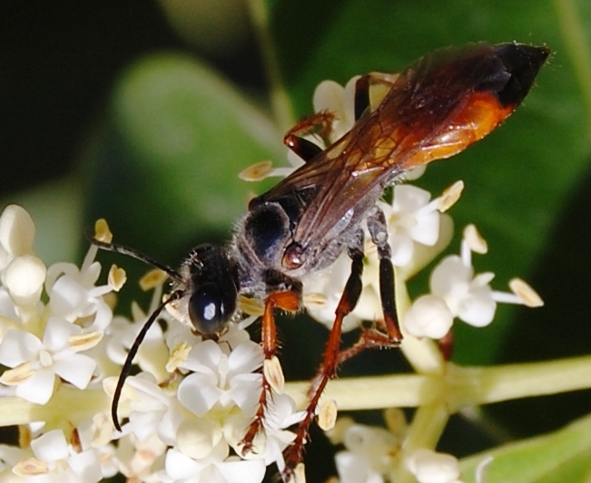 Scoliidae ?