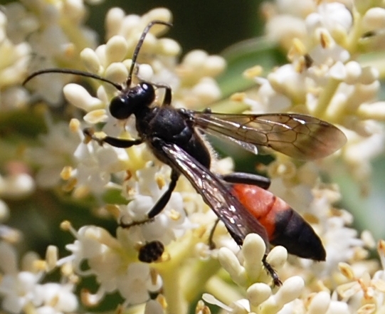 Scoliidae ?