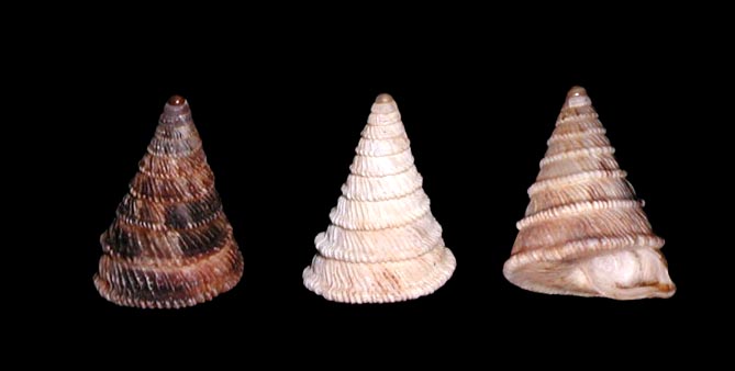 Trochoidea (Trochoidea) caroni (Deshayes, 1830)