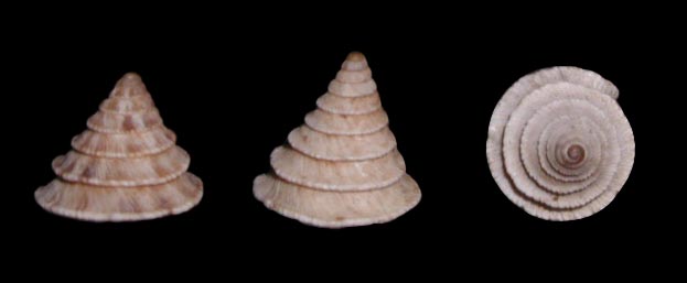 Trochoidea (Trochoidea) caroni (Deshayes, 1830)