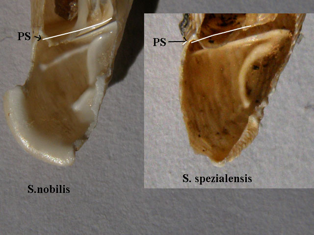 Siciliaria (Siciliaria) spezialensis Nordsieck, 1984