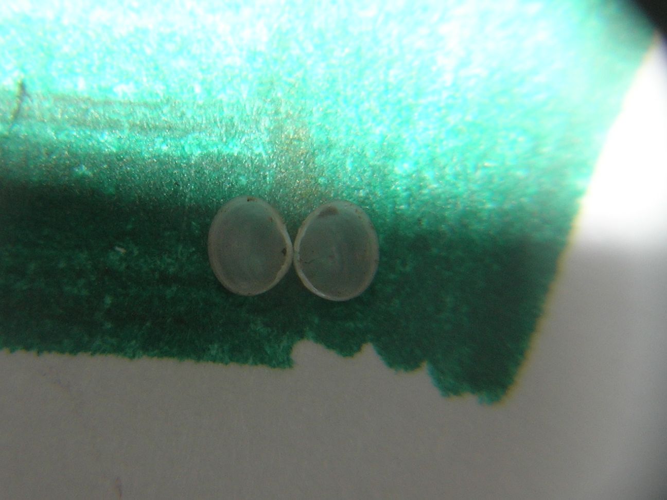 tentativo di illustrazione di Pisidium nitidum