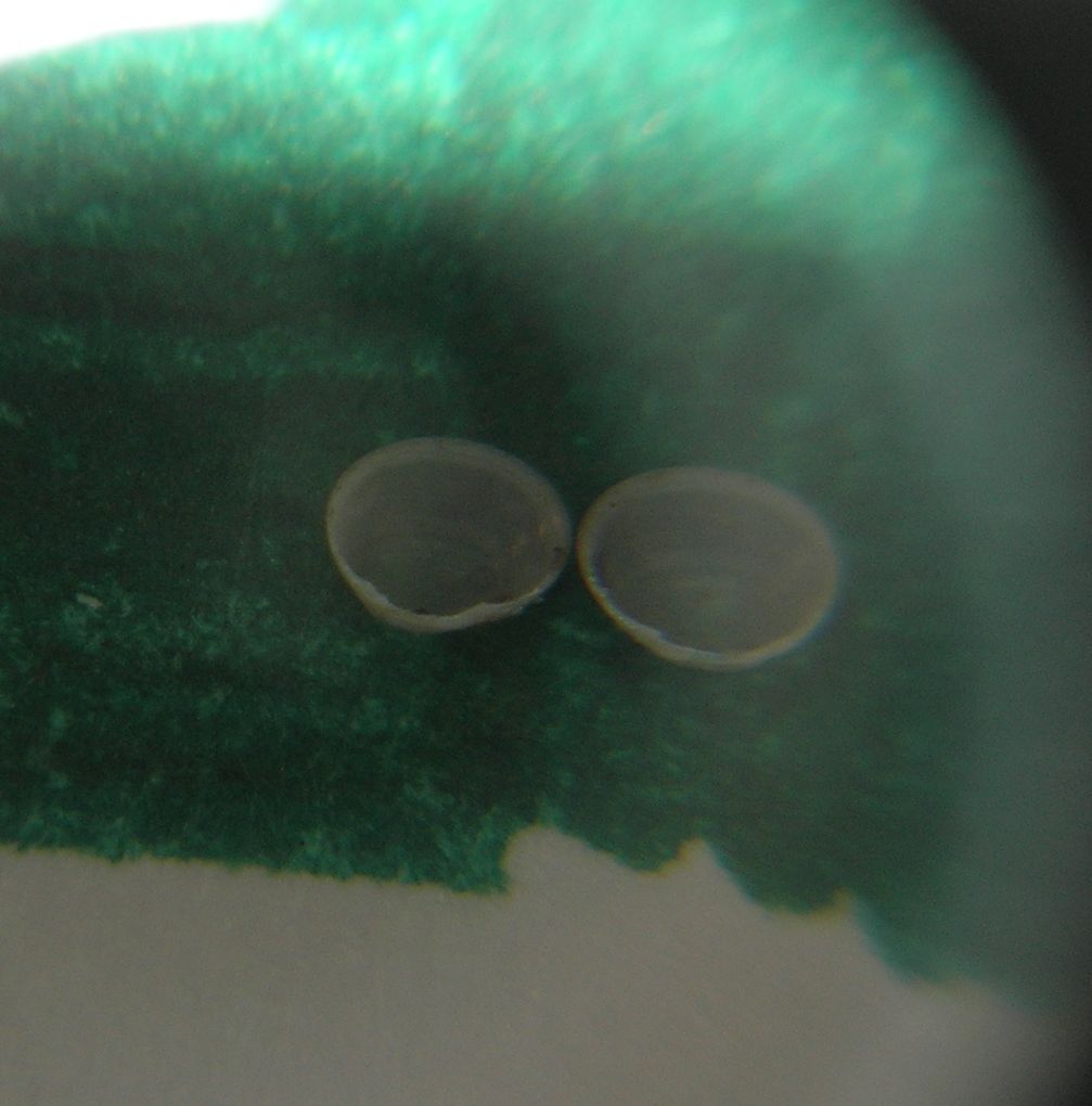 tentativo di illustrazione di Pisidium nitidum