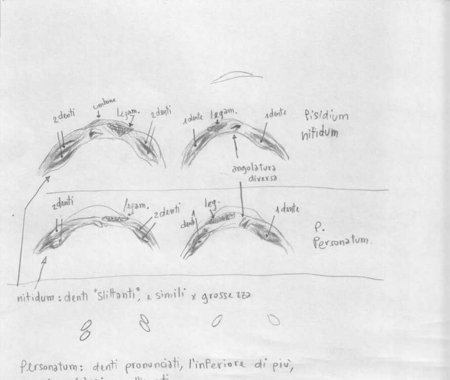 tentativo di illustrazione di Pisidium nitidum