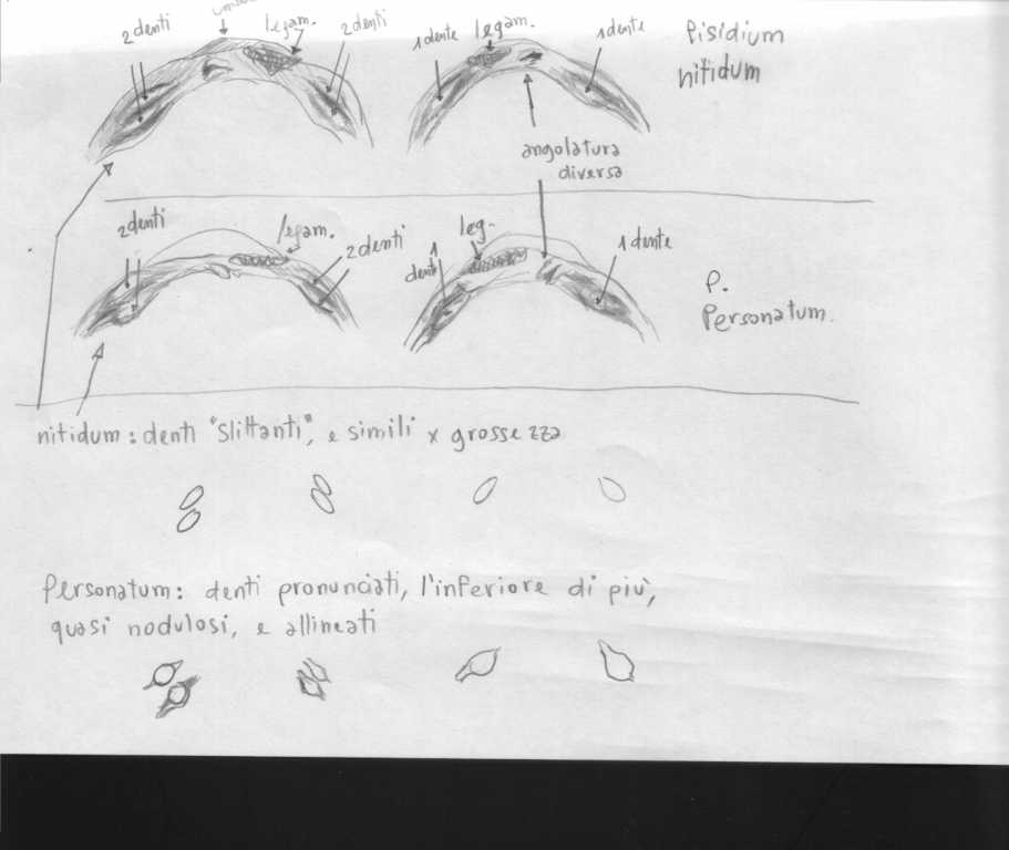 tentativo di illustrazione di Pisidium nitidum