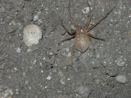 Olios argelasius