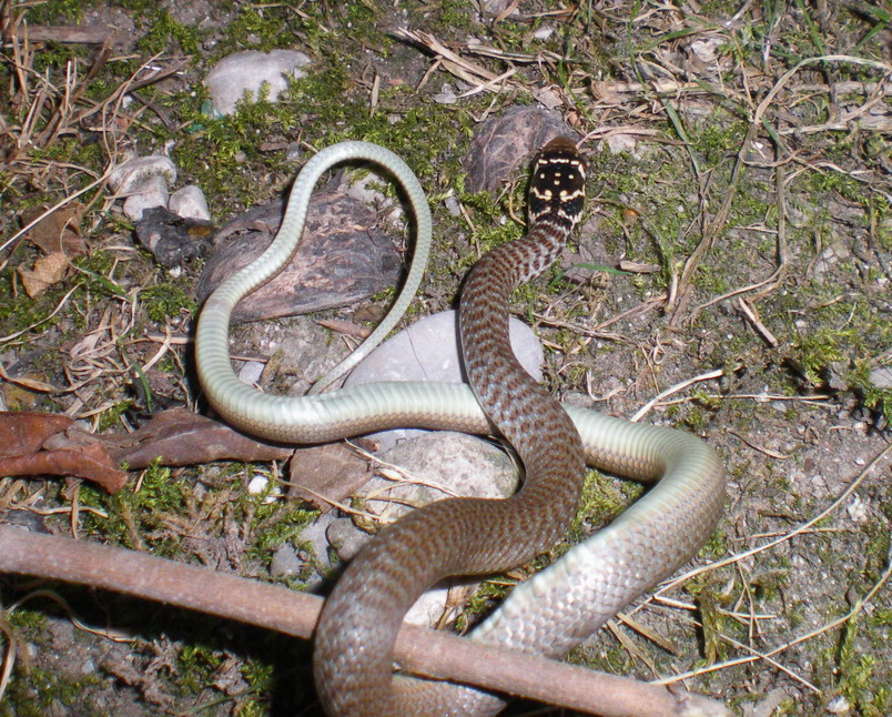 Serpente da determinare