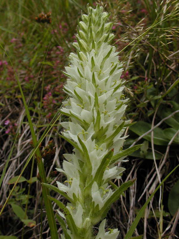 Campanula thyrsoides subsp. carniolica e Campanula thyrsoides