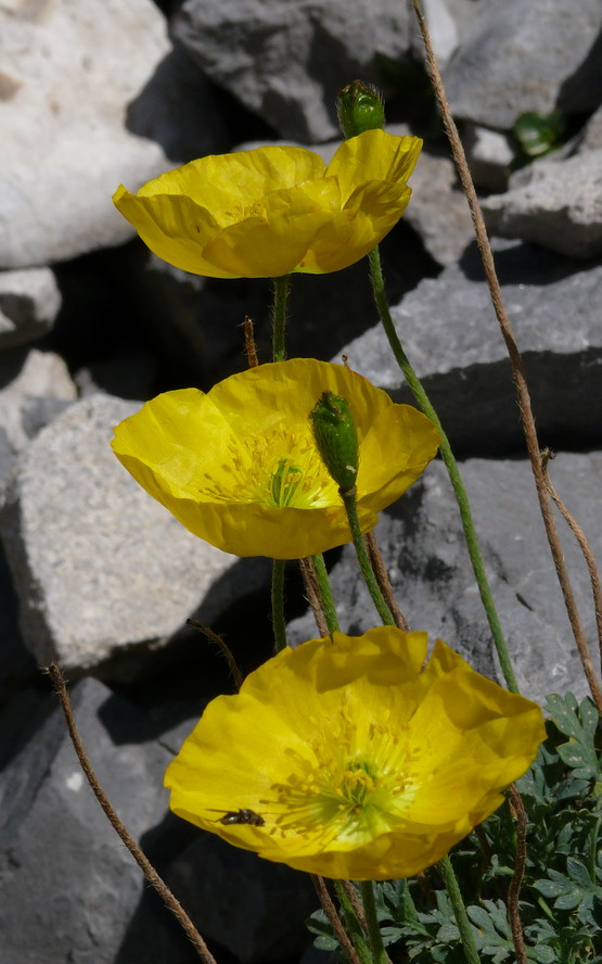 Papaver rhaeticum