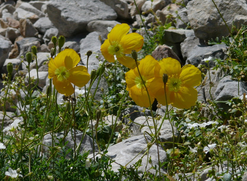 Papaver rhaeticum