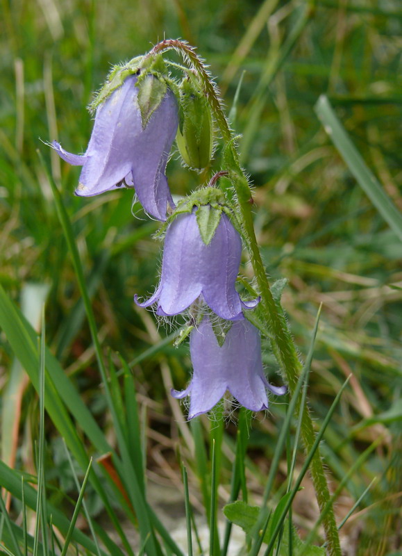 Campanula barbata / Campanula frangiata
