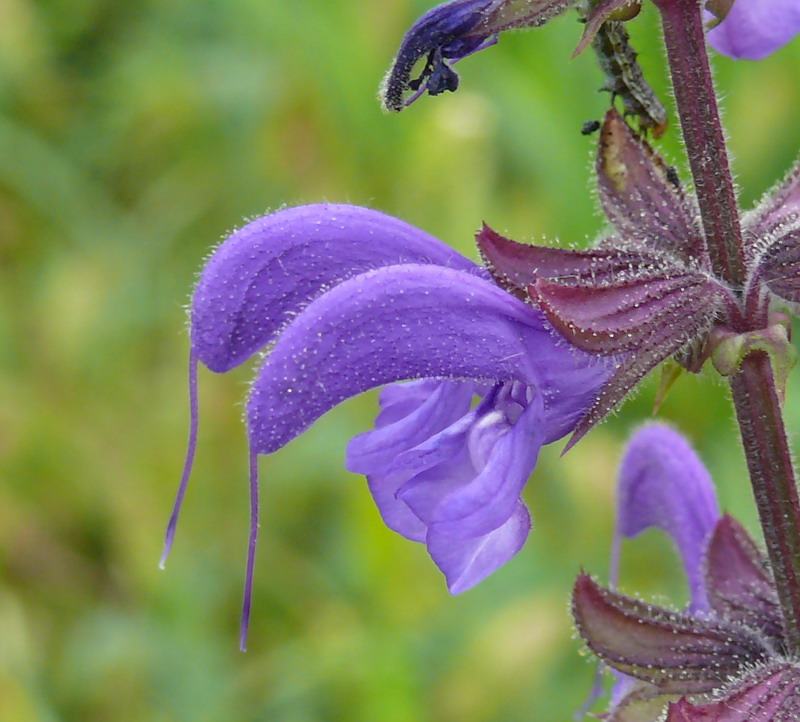 Salvia pratensis / Salvia dei prati