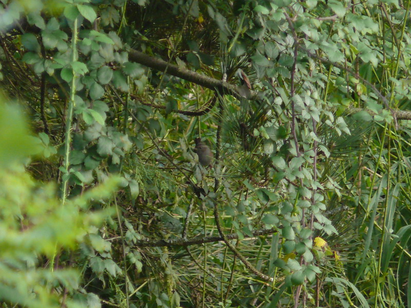 Passera scopaiola