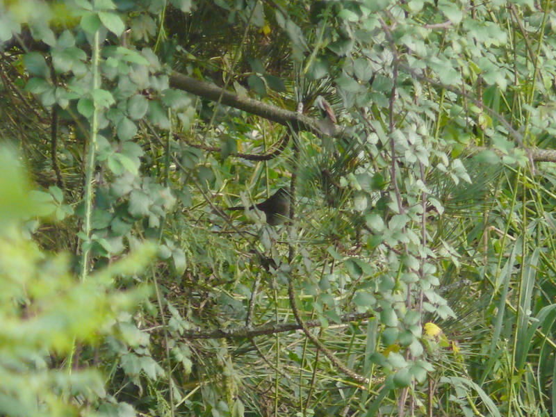 Passera scopaiola