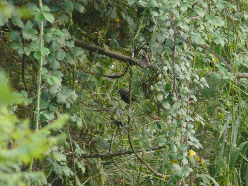Passera scopaiola