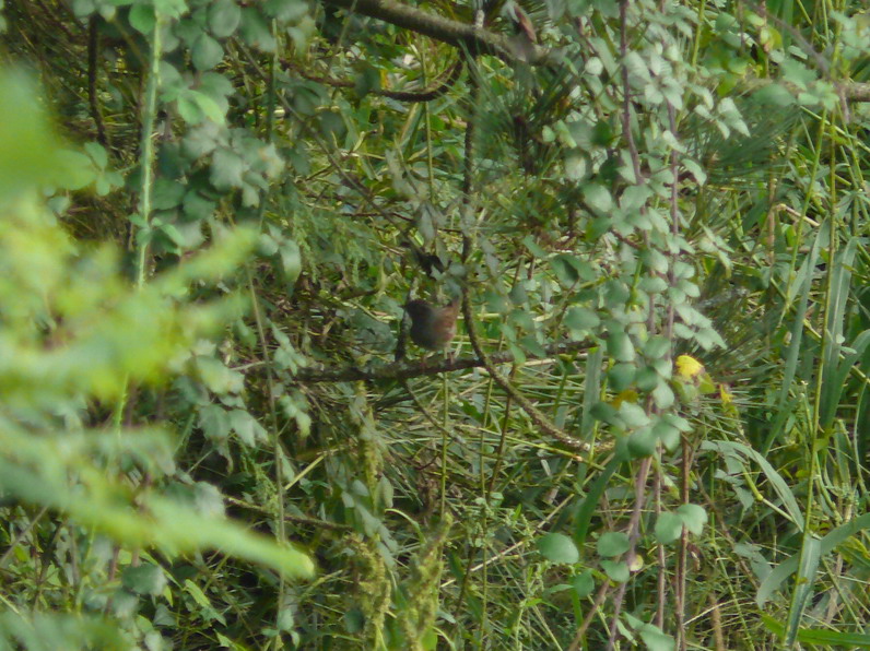 Passera scopaiola