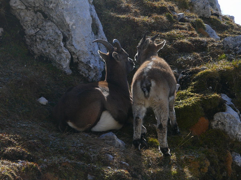 Tenerezze di un cucciolo di stambecco