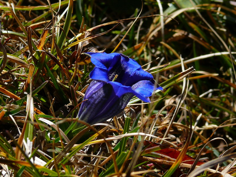 Gentiana clusii