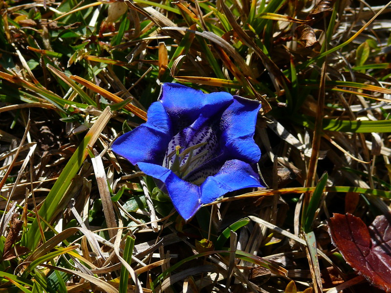 Gentiana clusii