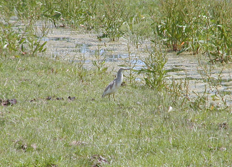 Sgarza ciuffetto - Isola della Cona