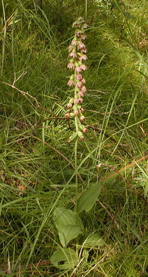 Epipactis helleborine