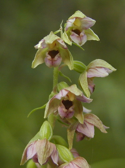 Epipactis helleborine