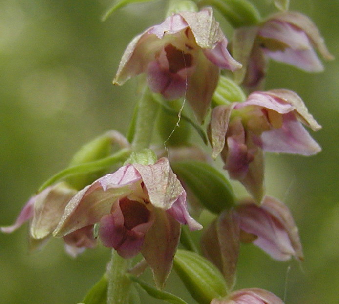 Epipactis helleborine