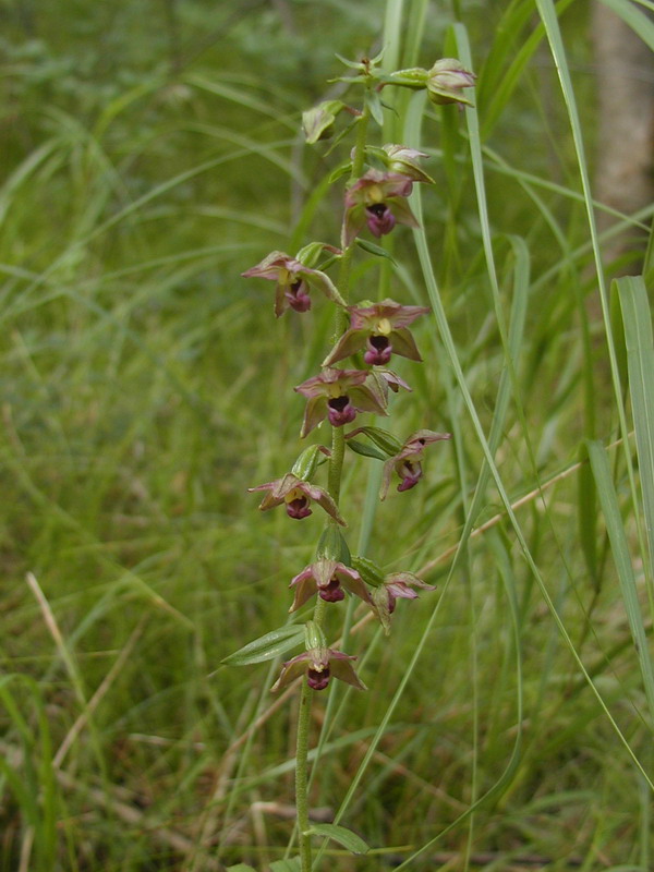 Epipactis helleborine