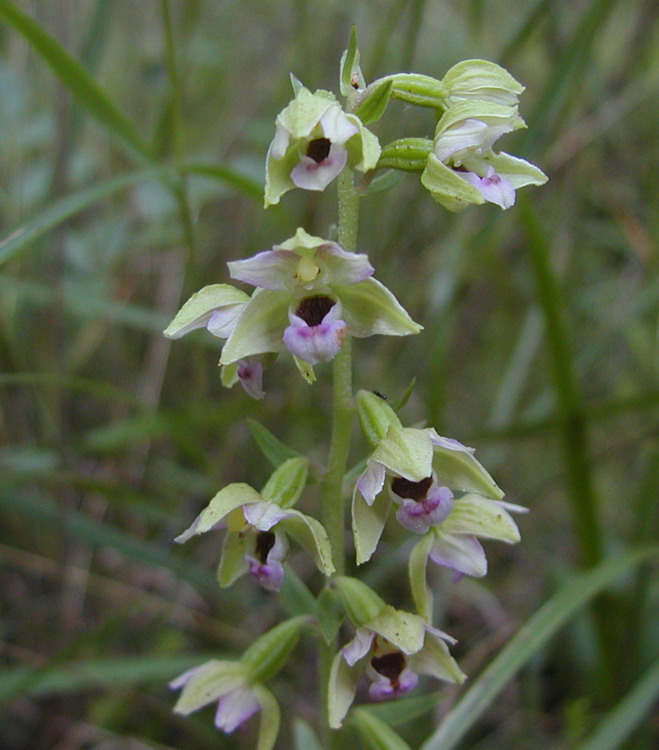 Epipactis helleborine