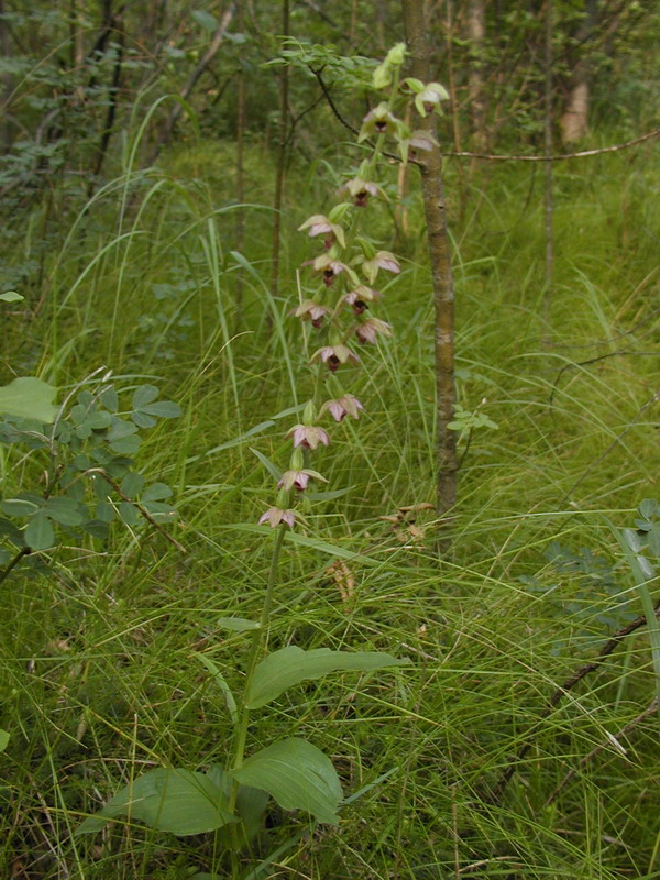 Epipactis helleborine