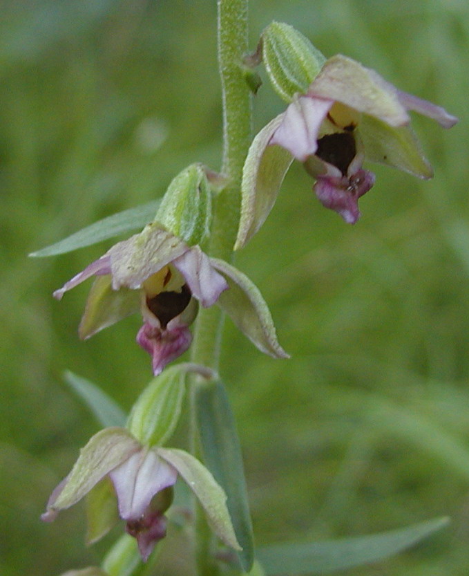 Epipactis helleborine