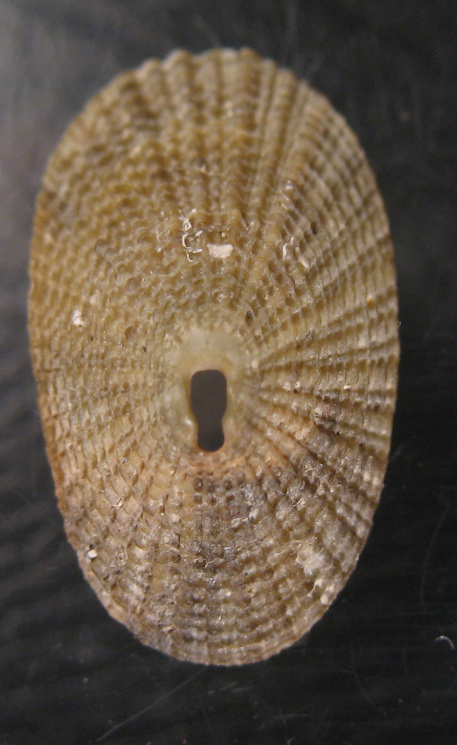 Diodora italica juv.