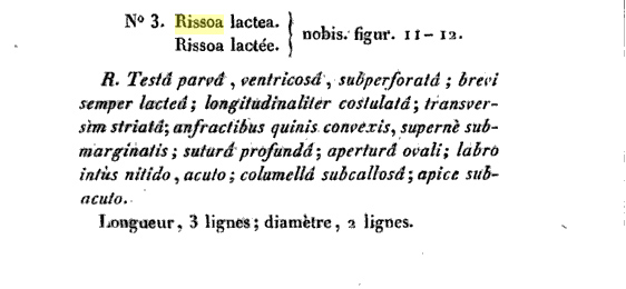 Rissoidae nel Mediterraneo: Genere Alvania